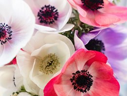 mothers_day_flowers_news