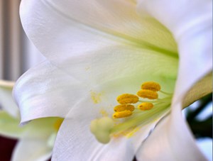 easter_lily_news