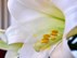 easter_lily_news