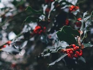 christmas_holly_news