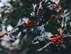 christmas_holly_news