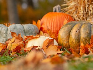 fall_thanksgiving_news
