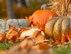 fall_thanksgiving_news