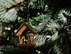 christmas_news