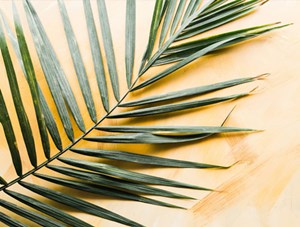 palm_news