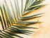 palm_news