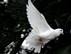 pentecost_news